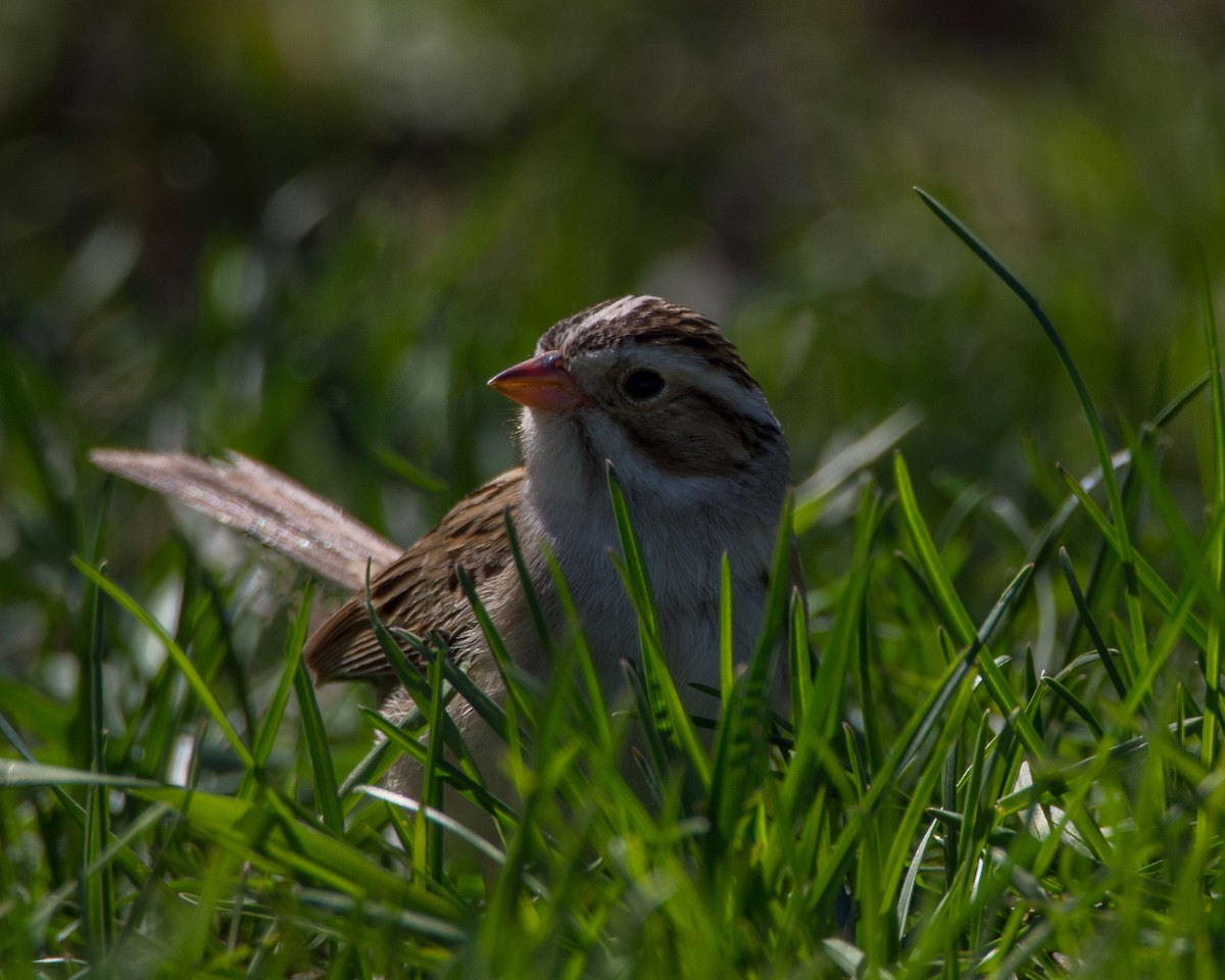 Clay-colored Sparrow - ML631485075