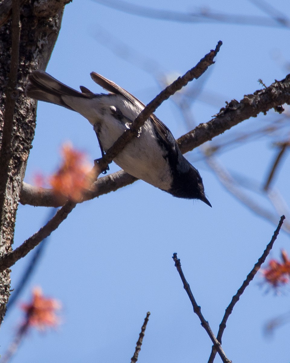 Black-throated Blue Warbler - ML631485109