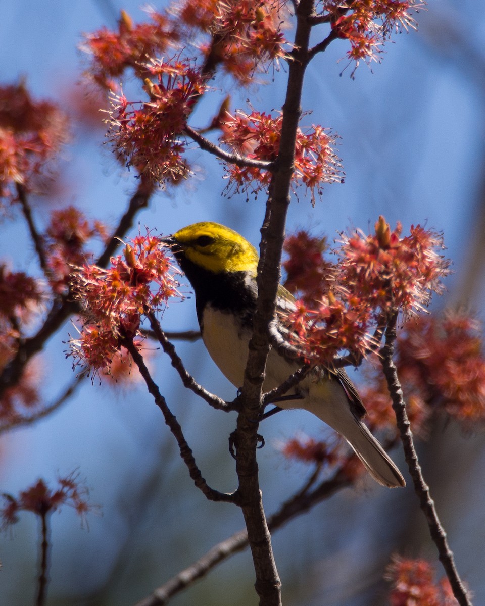 Black-throated Green Warbler - ML631485154