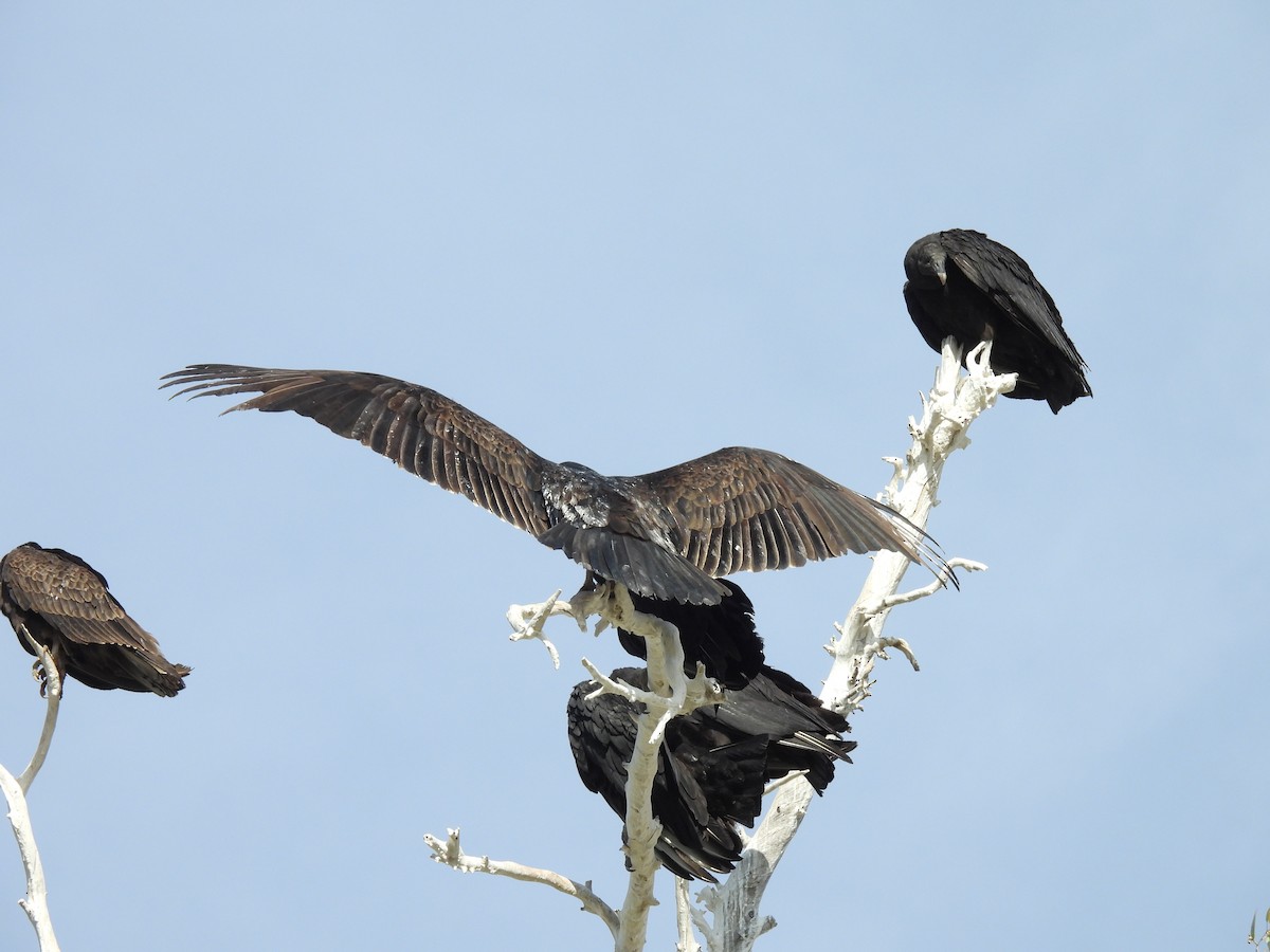 Zopilote beltza - ML631485178