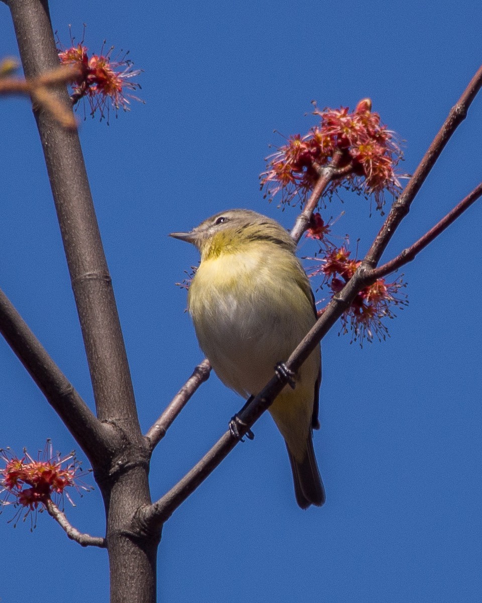 Philadelphia Vireo - ML631485195