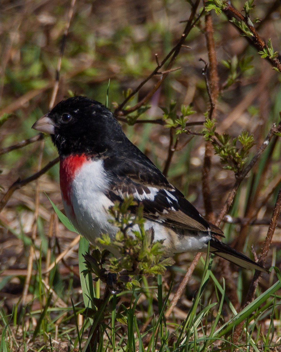 Rose-breasted Grosbeak - ML631485240