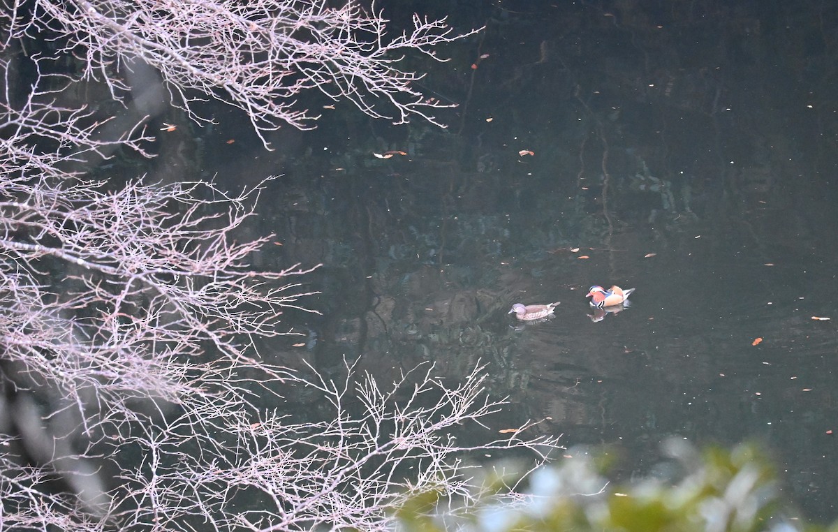 Mandarin Duck - ML631485291