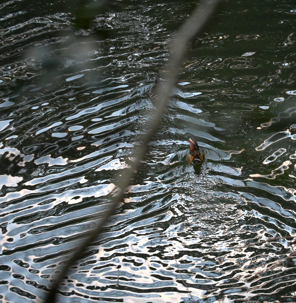 Mandarin Duck - ML631485292