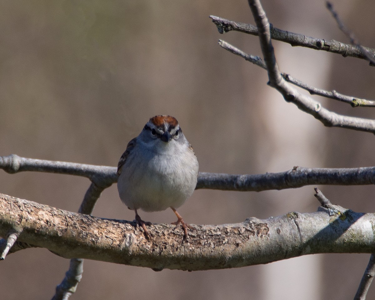 Chipping Sparrow - ML631485301