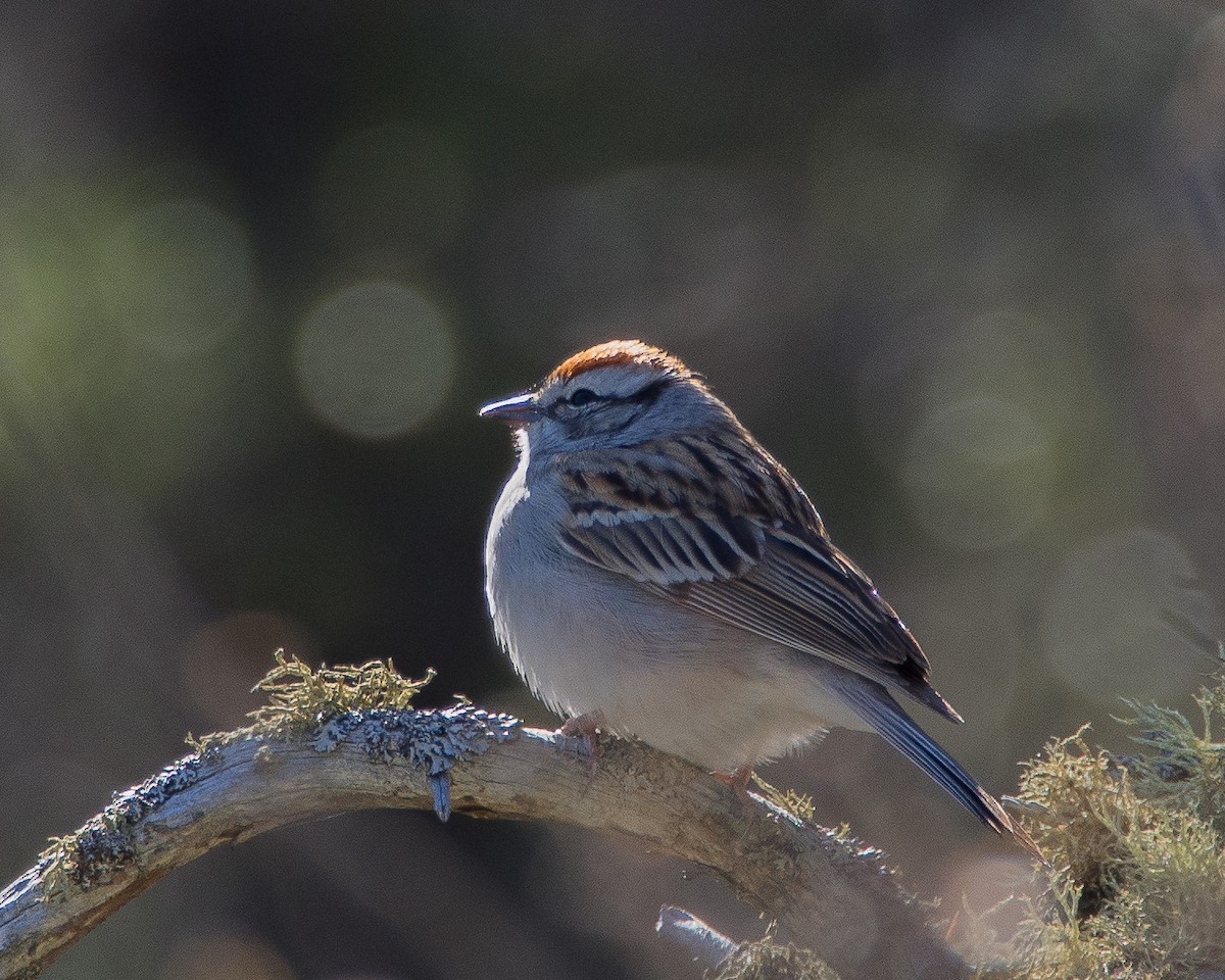 Chipping Sparrow - ML631485302