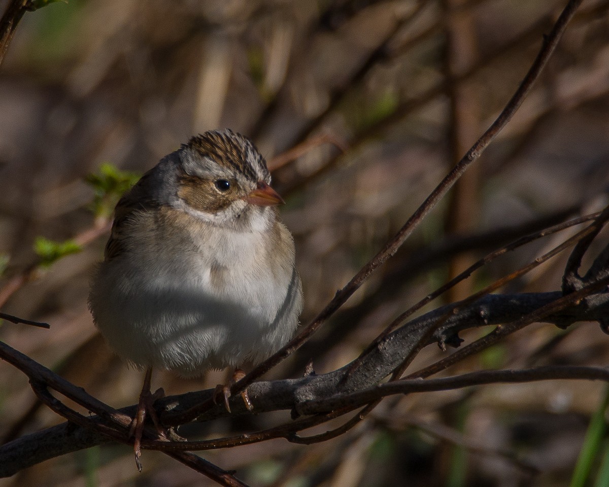 Clay-colored Sparrow - ML631485308