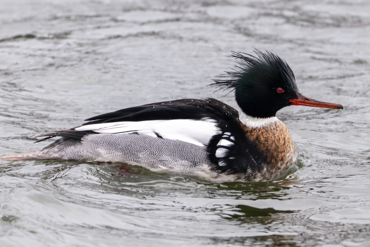 Red-breasted Merganser - ML631485361