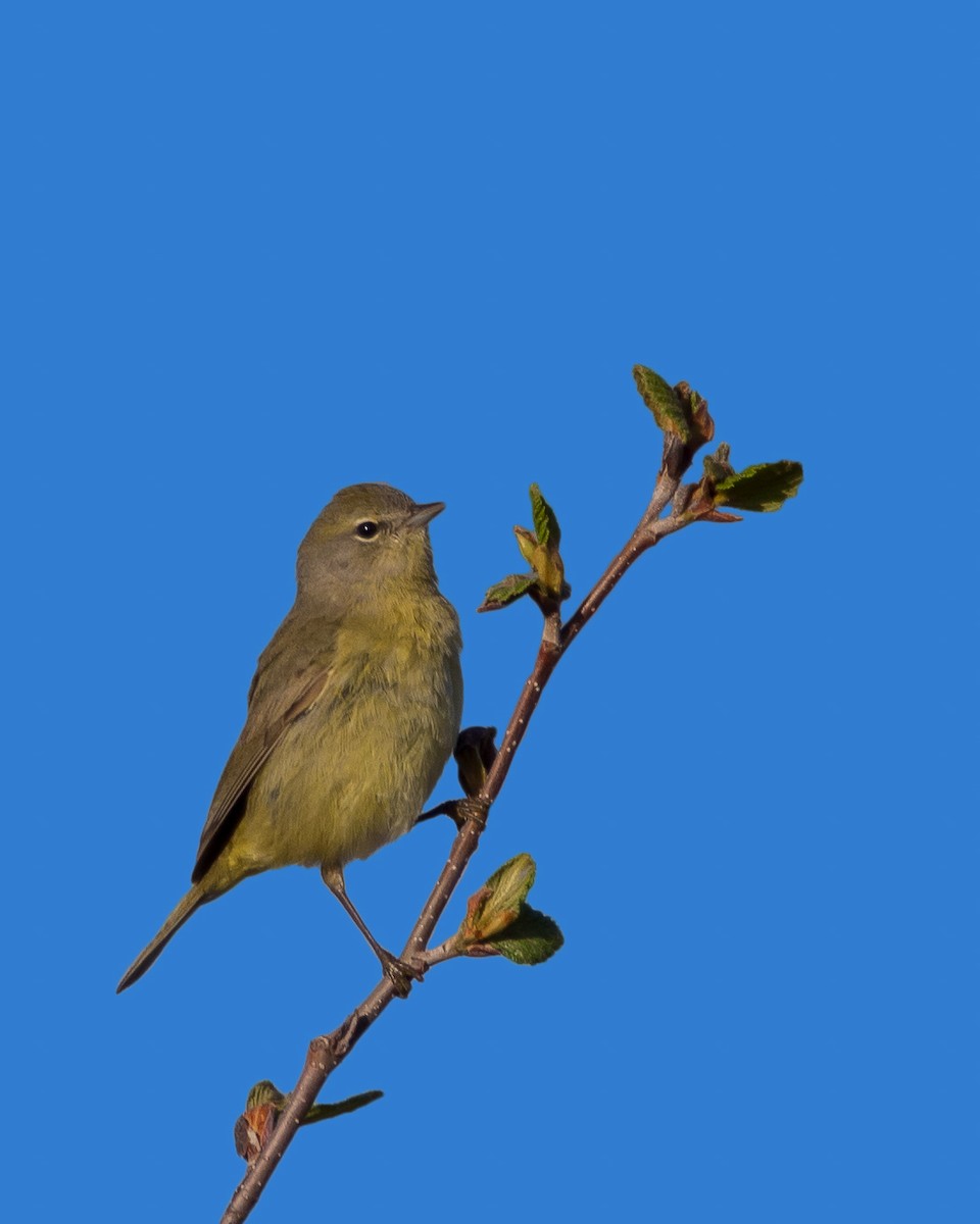 Orange-crowned Warbler - ML631485371