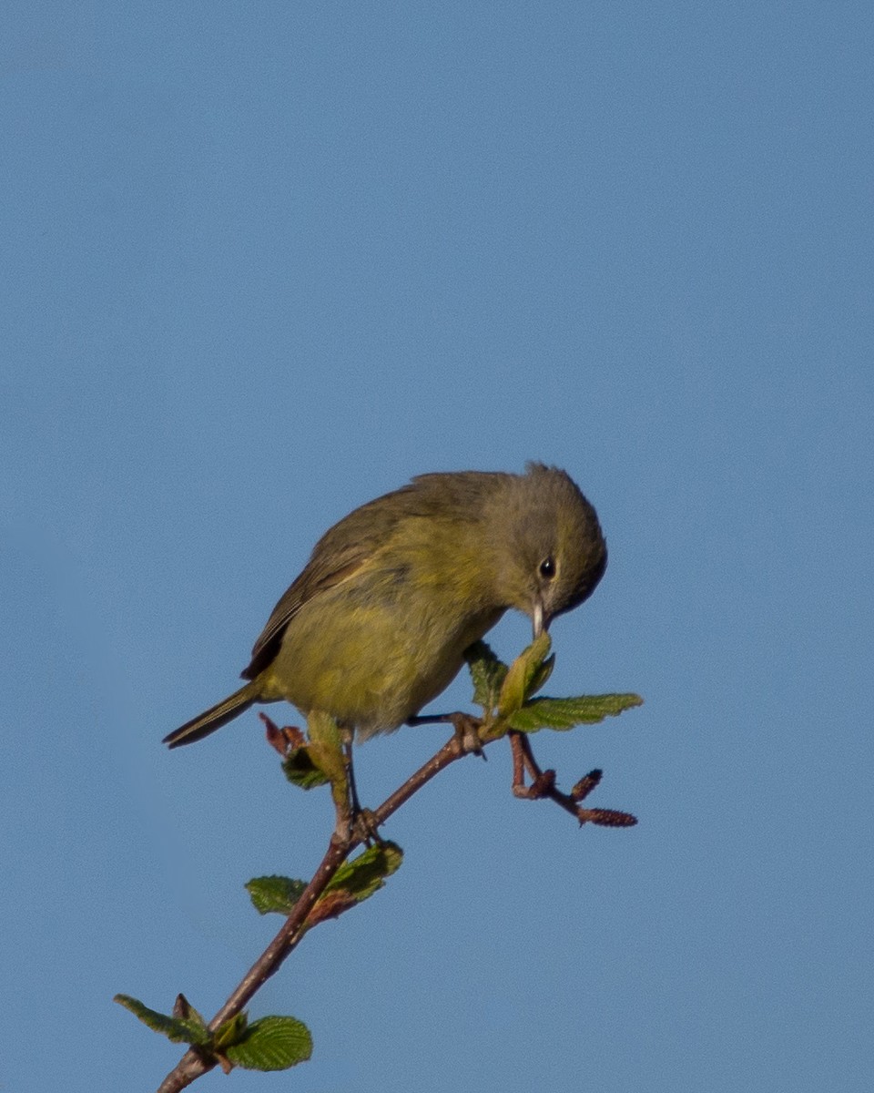 Orange-crowned Warbler - ML631485372