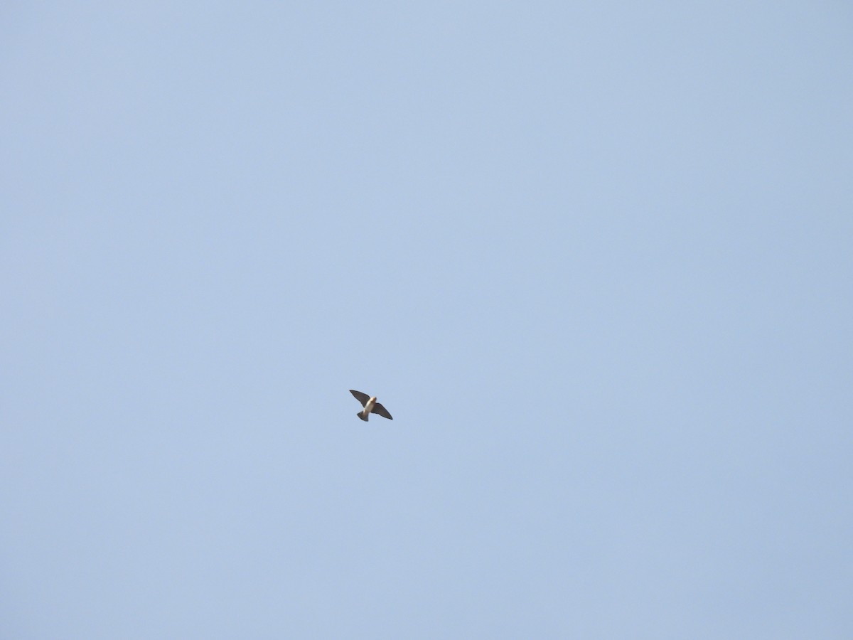 Cave Swallow - ML631485378