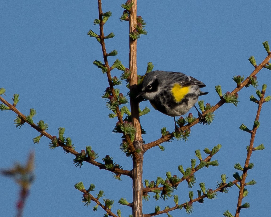 Yellow-rumped Warbler (Myrtle) - ML631485416