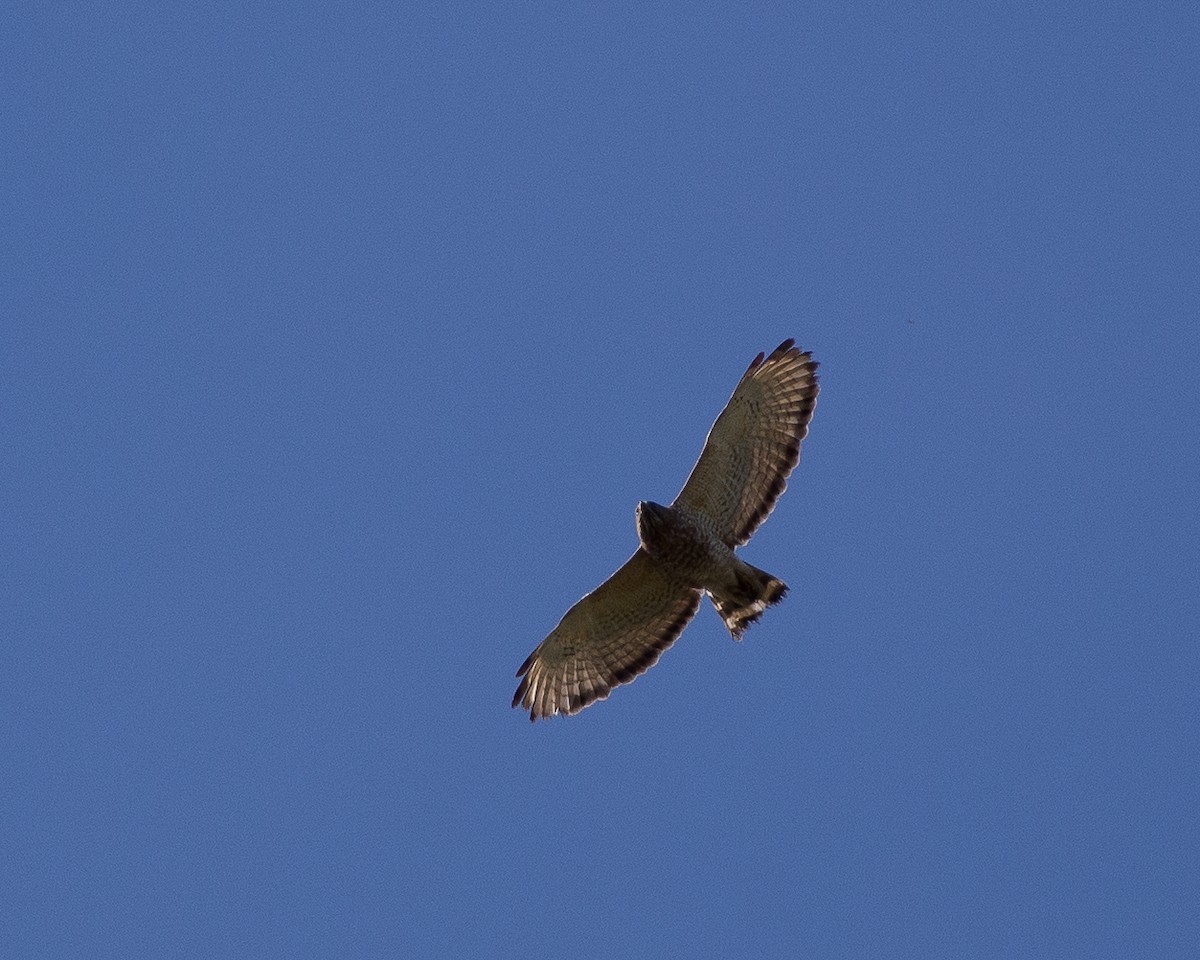 Broad-winged Hawk - ML631485444