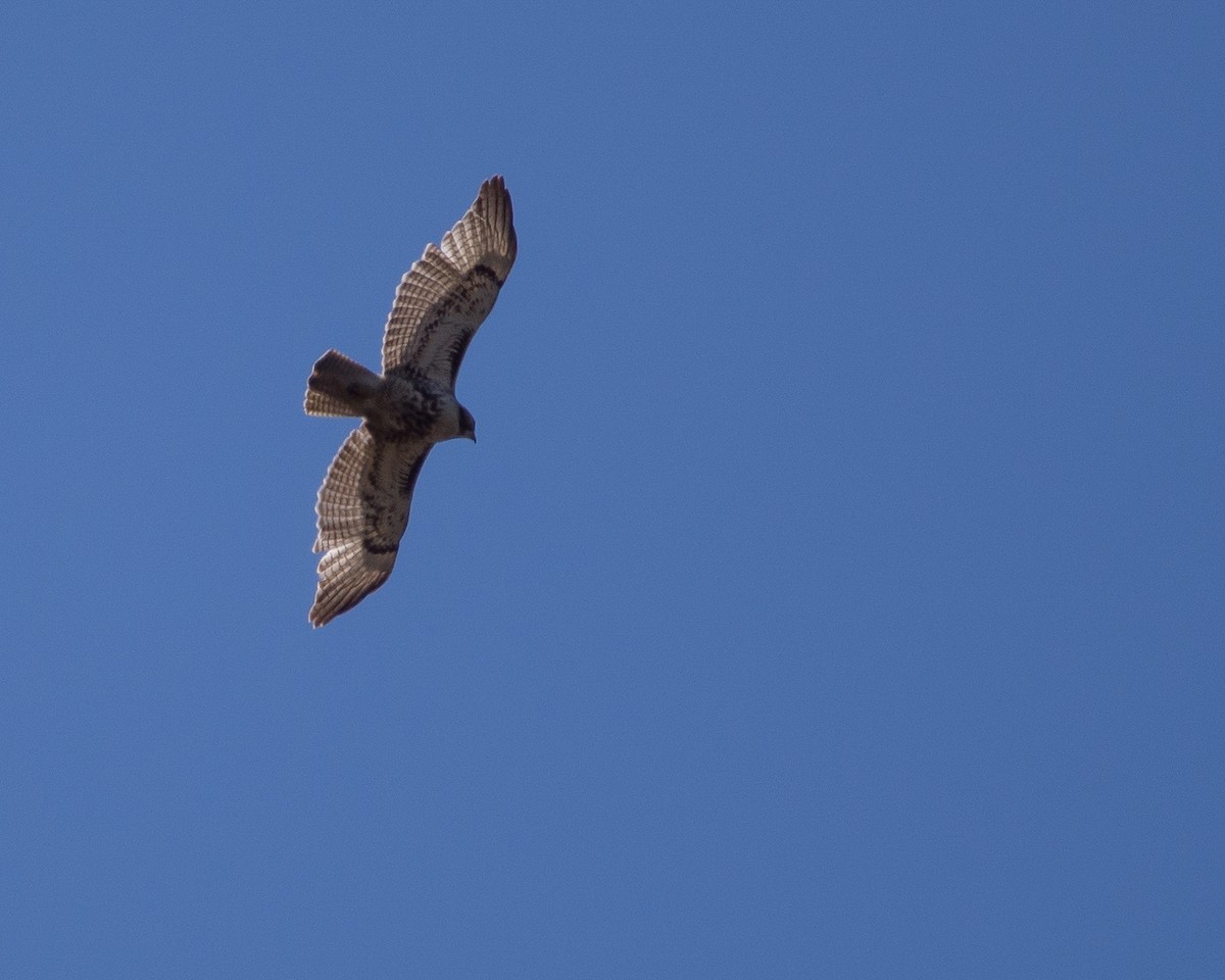 Red-tailed Hawk - ML631485566