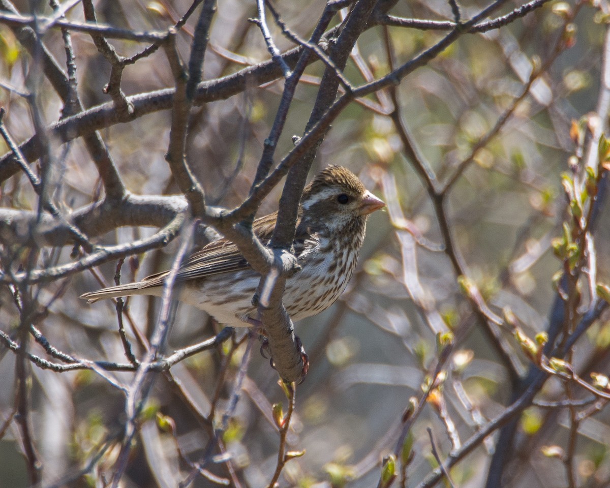 Purple Finch - ML631485576