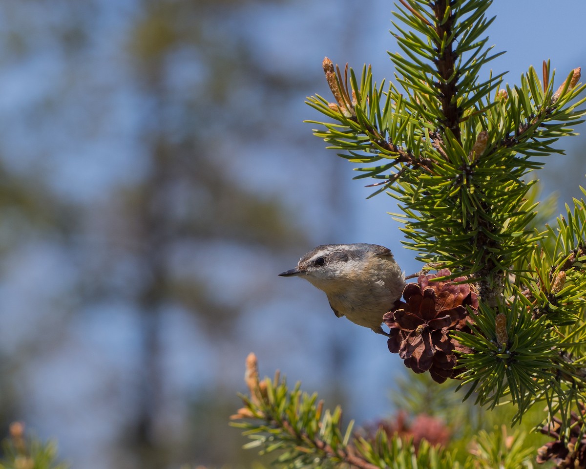 Red-breasted Nuthatch - ML631485678