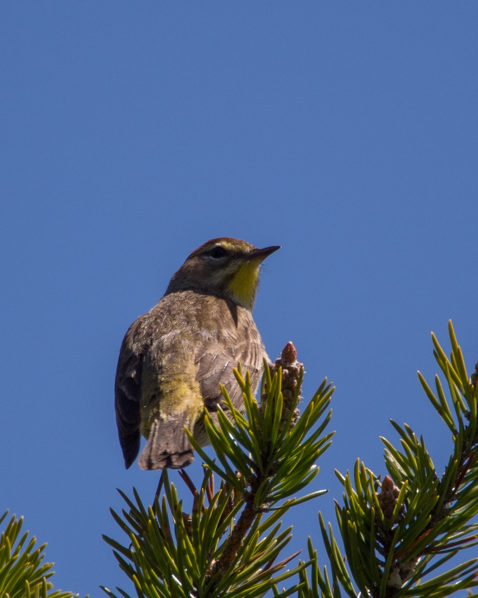 Palm Warbler (Western) - ML631485701