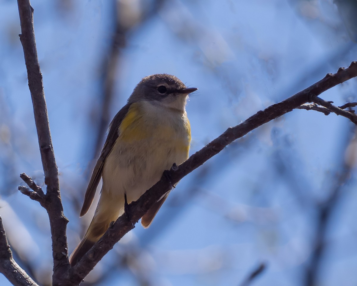 American Redstart - ML631485735