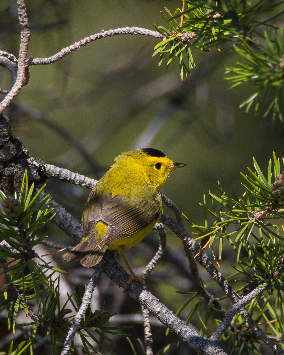 Wilson's Warbler - ML631485783