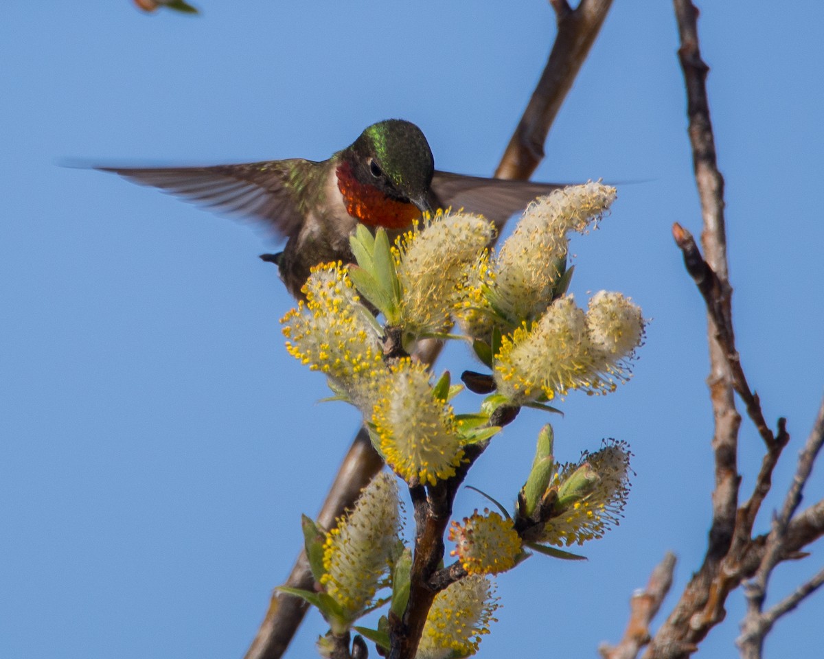 Ruby-throated Hummingbird - ML631485907