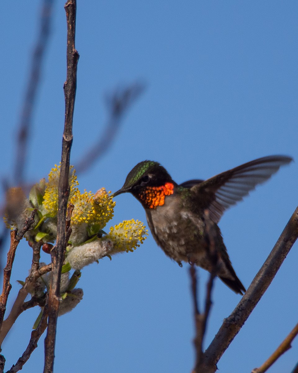 Ruby-throated Hummingbird - ML631485908