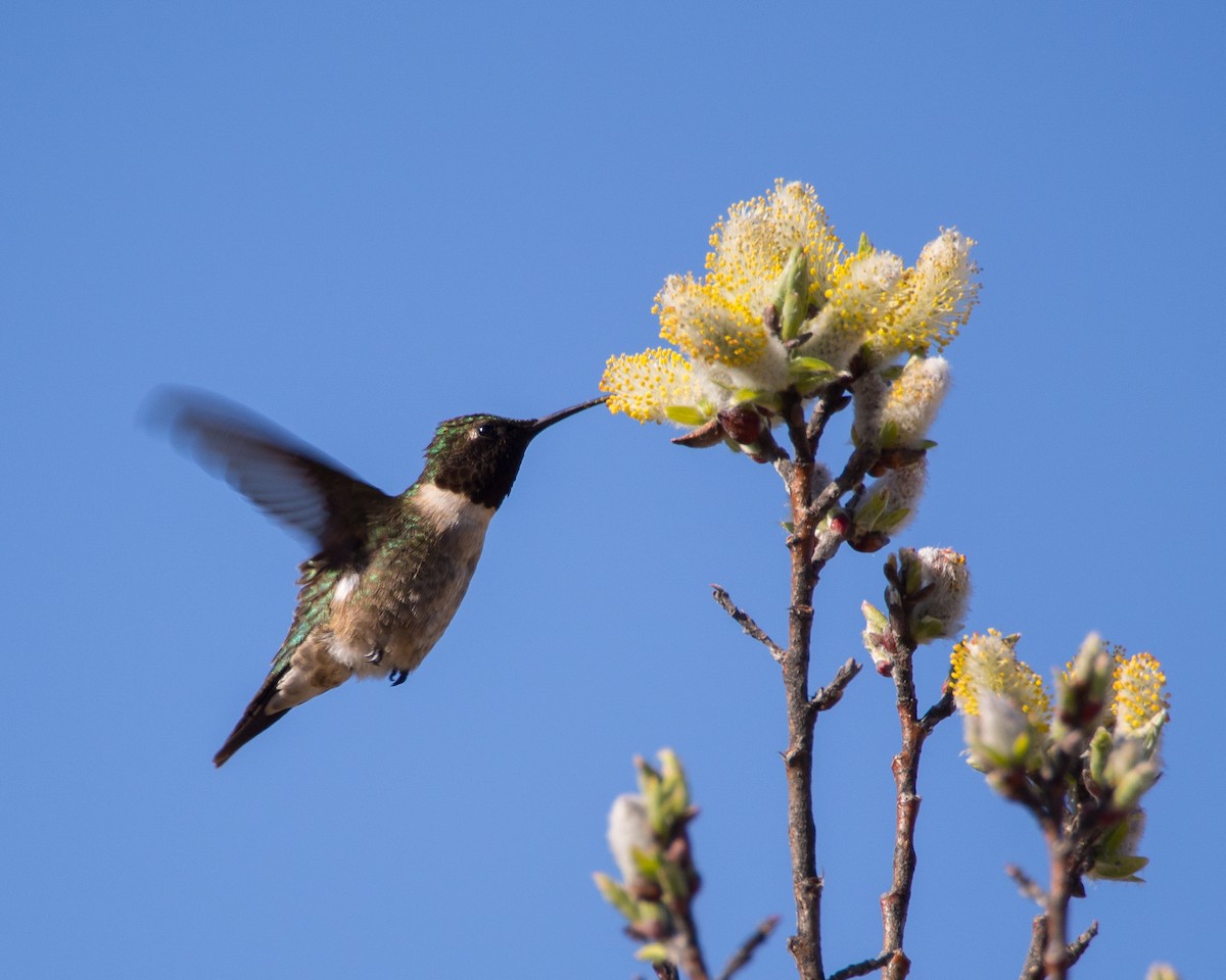 Ruby-throated Hummingbird - ML631485910