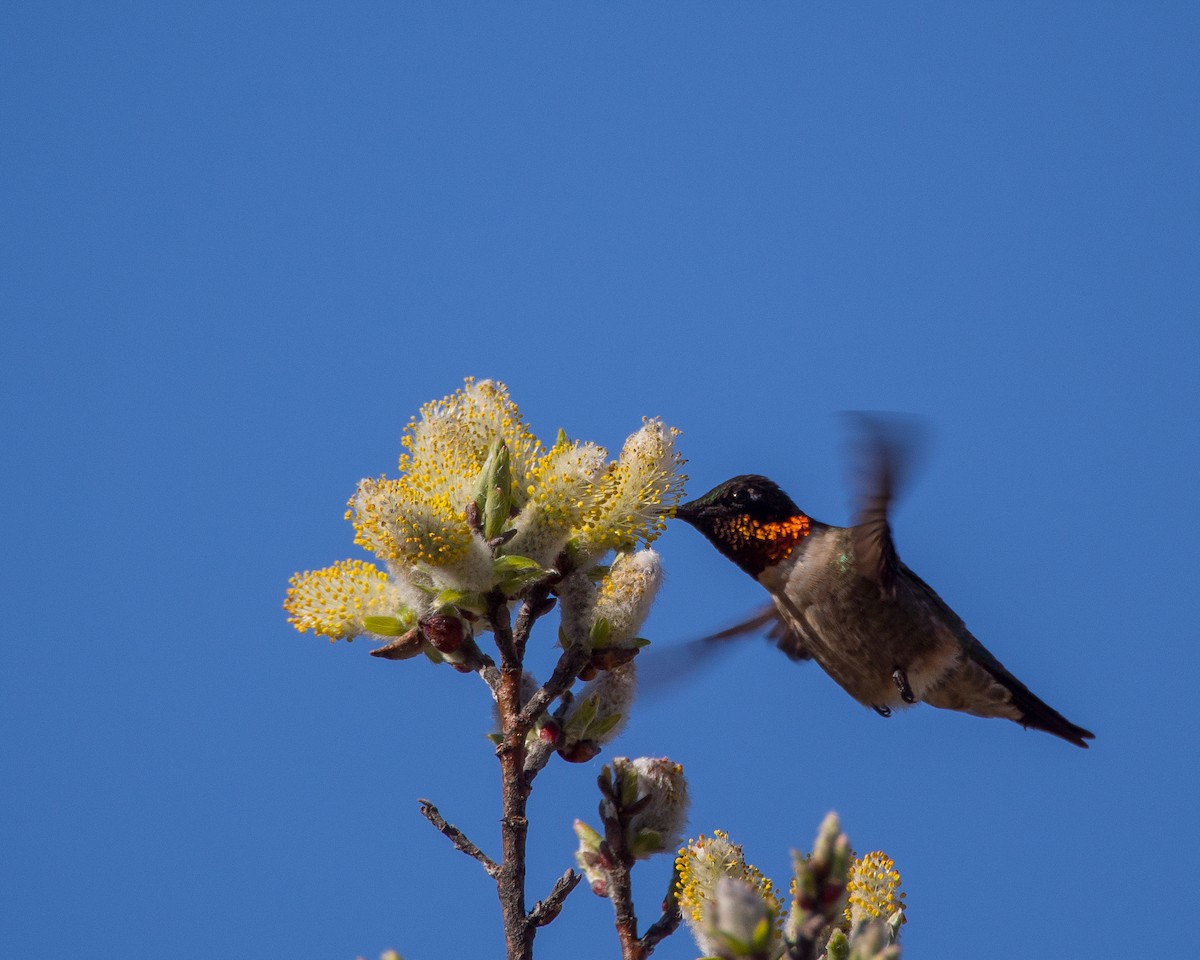 Ruby-throated Hummingbird - ML631485911