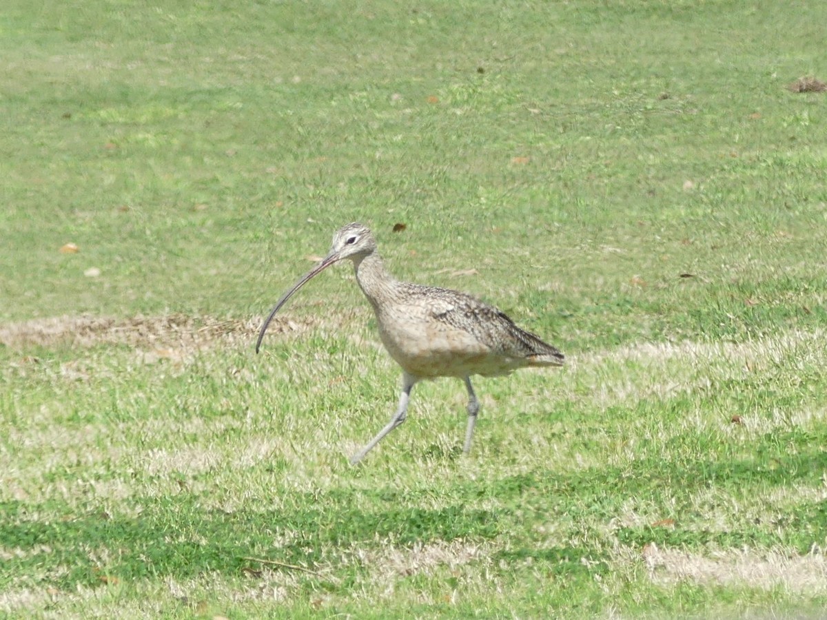 Long-billed Curlew - ML631485927