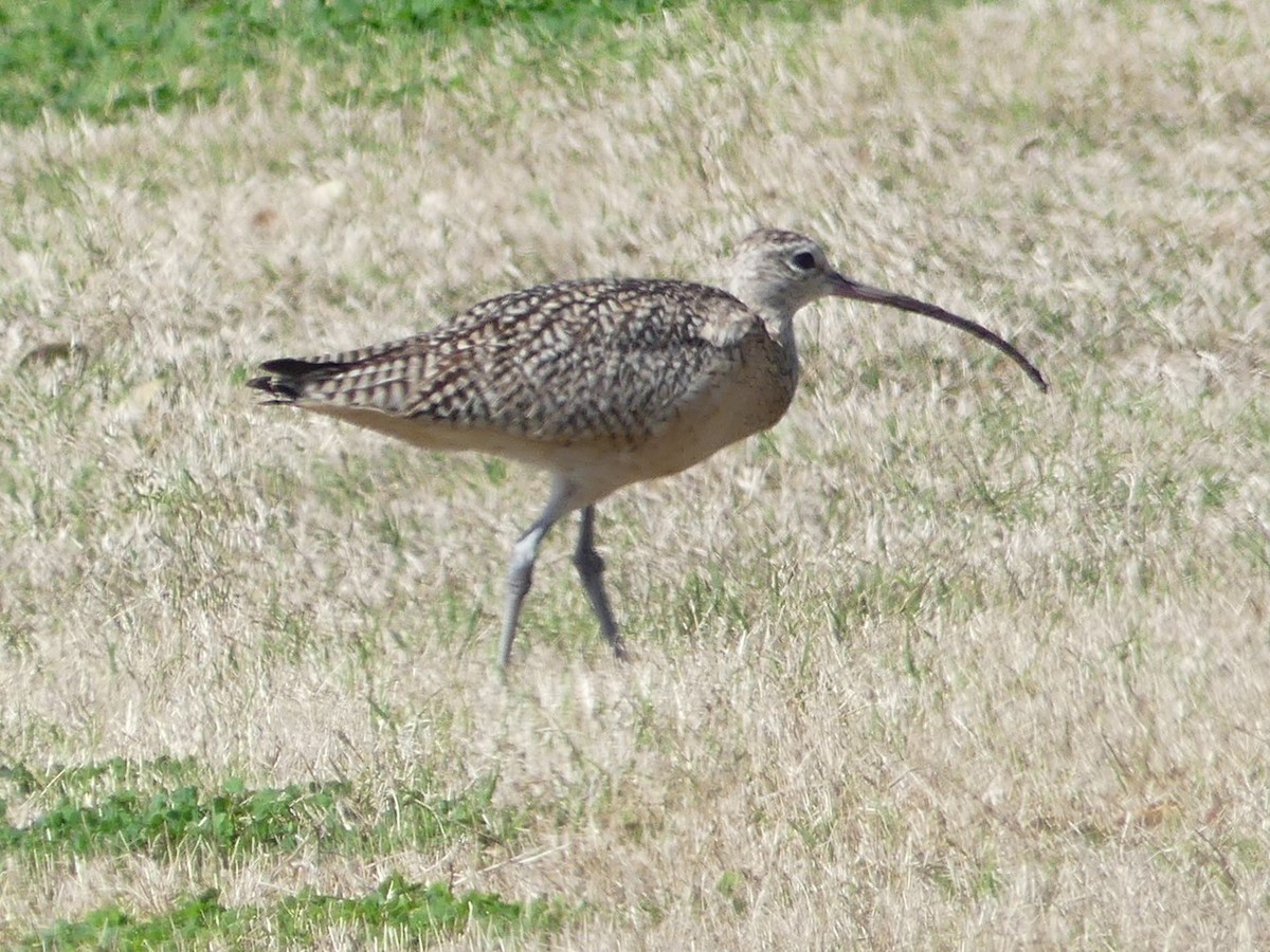 Long-billed Curlew - ML631485957