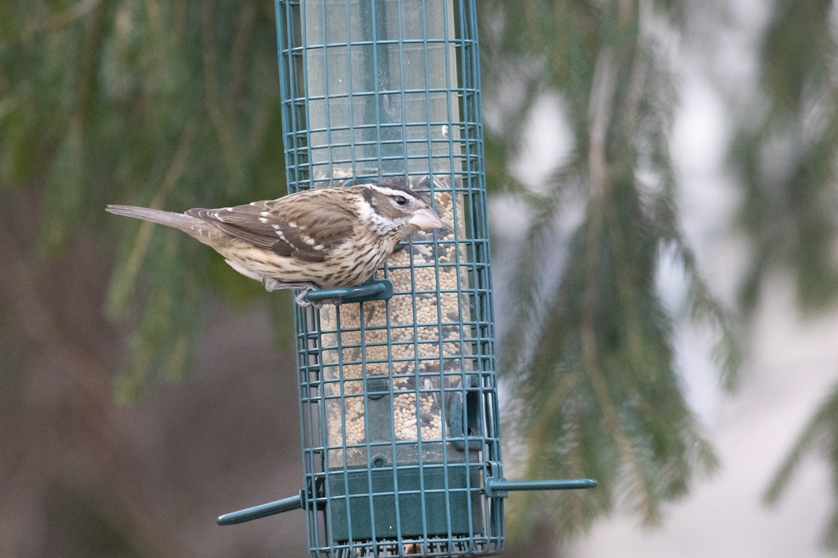 Rose-breasted Grosbeak - ML631485977