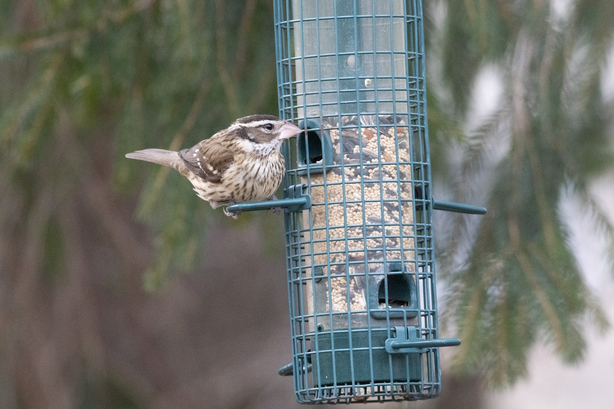 Rose-breasted Grosbeak - ML631485982