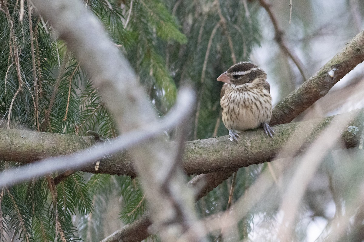 Rose-breasted Grosbeak - ML631485988