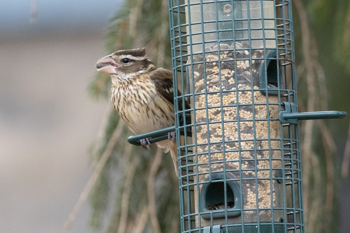 Rose-breasted Grosbeak - ML631485992