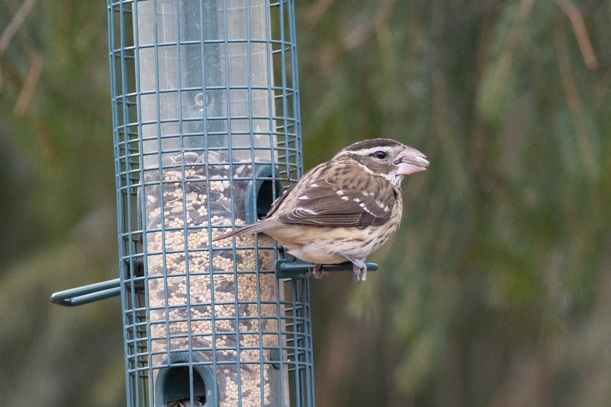 Rose-breasted Grosbeak - ML631485994