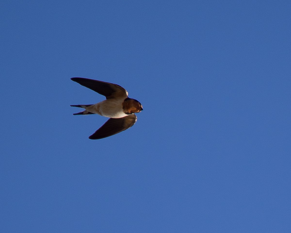 Barn Swallow - ML631486047