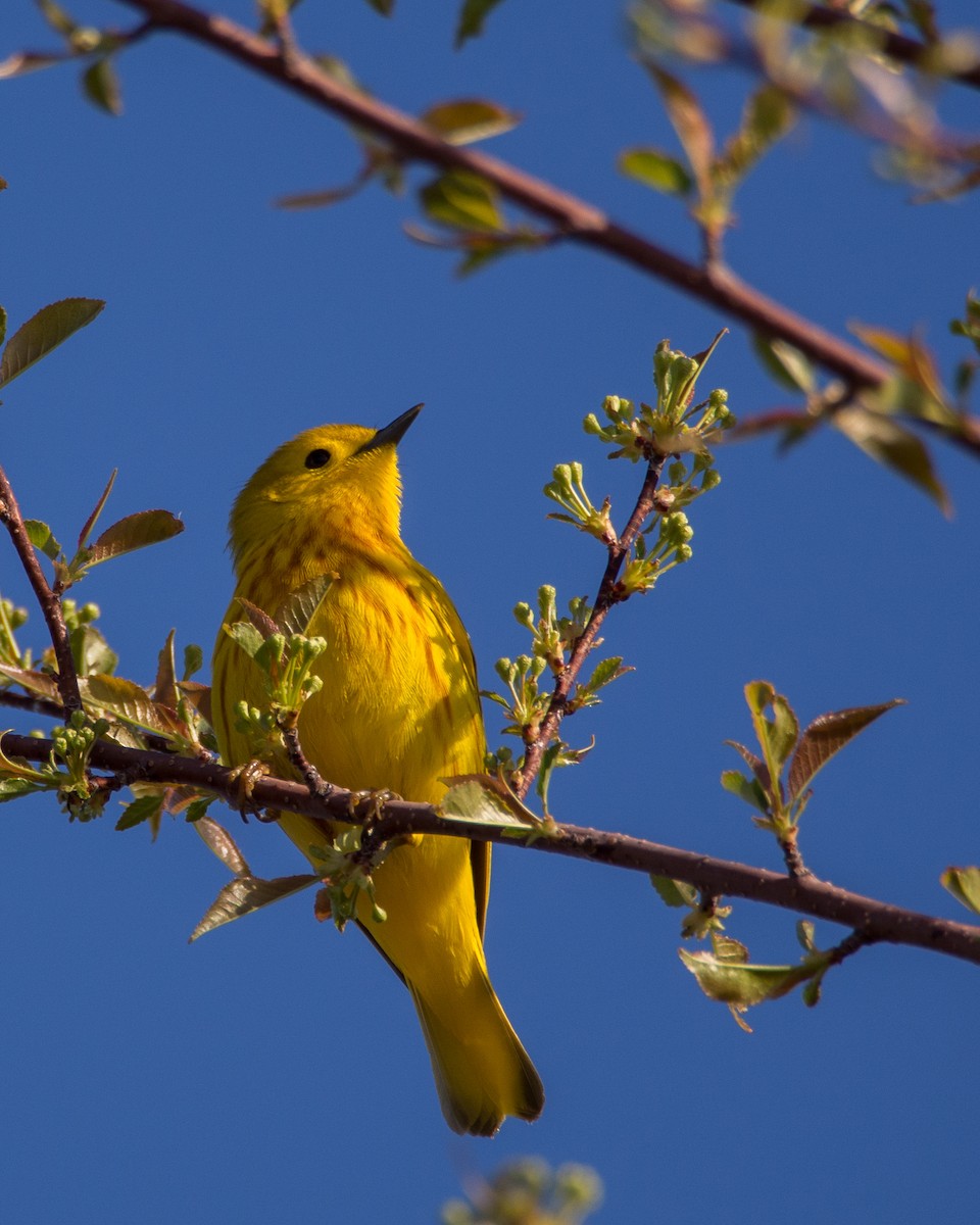 Yellow Warbler - ML631486105