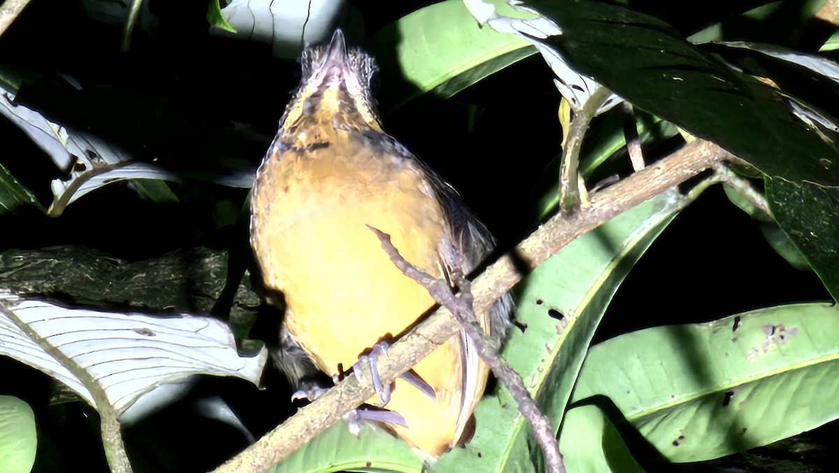 Scaled Antpitta - ML631486266