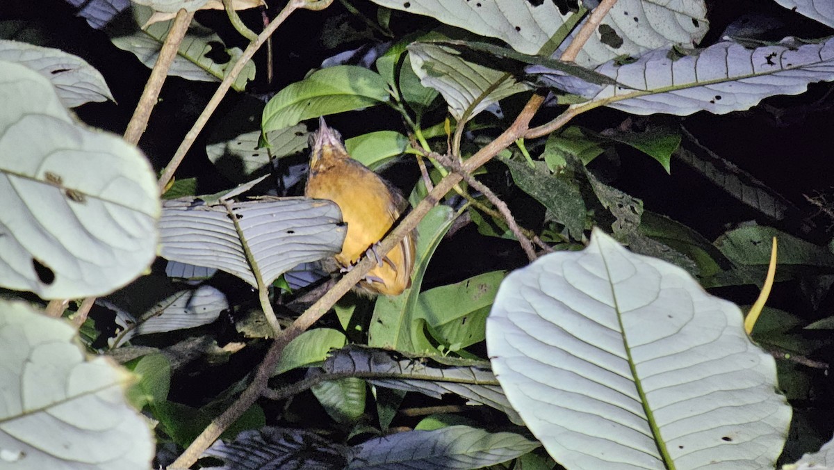 Scaled Antpitta - ML631486267