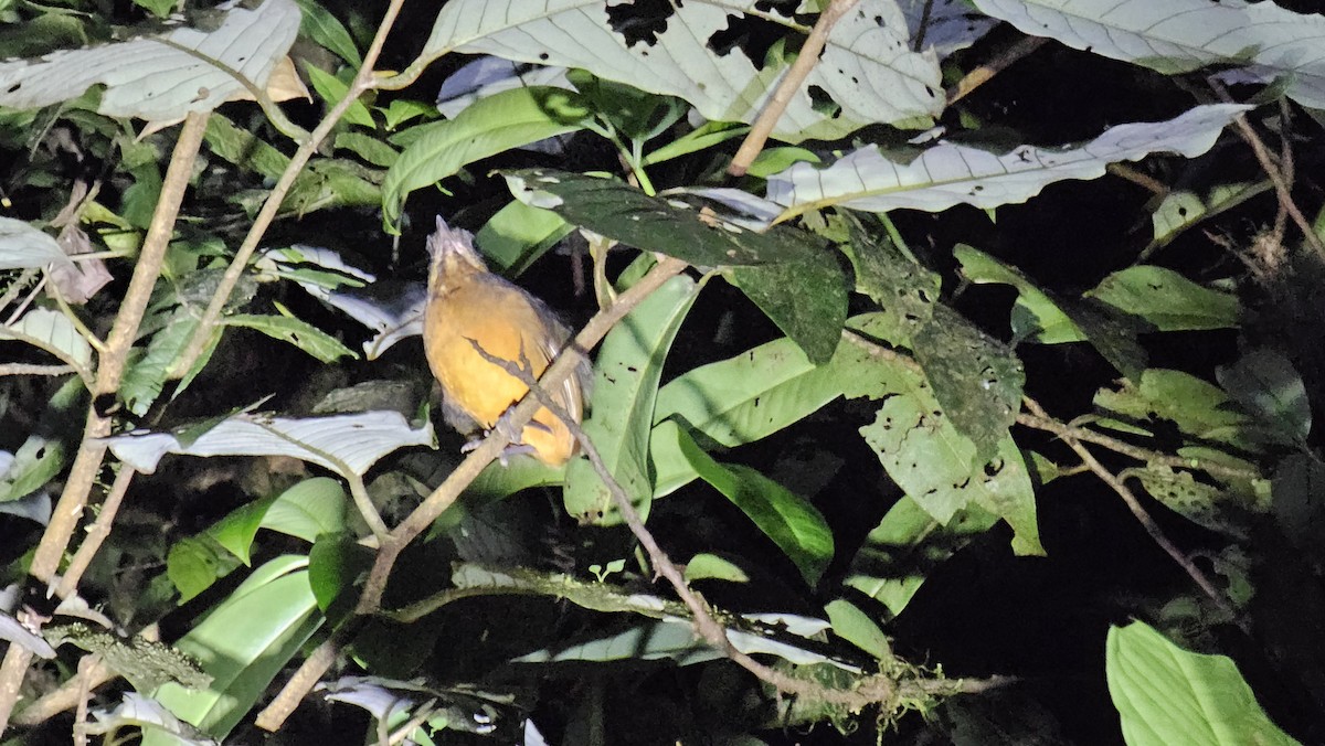 Scaled Antpitta - ML631486268