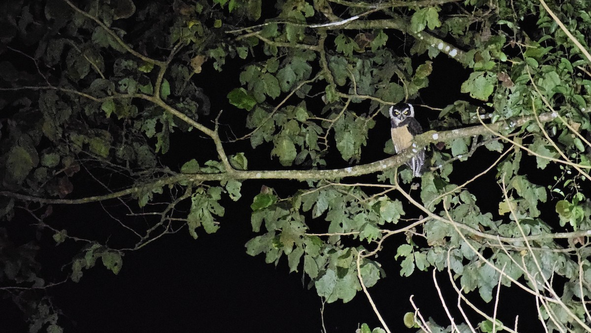 Spectacled Owl - ML631486294