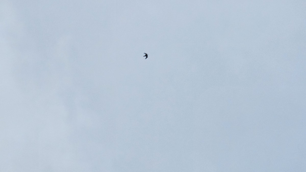 Bat Falcon - ML631486315