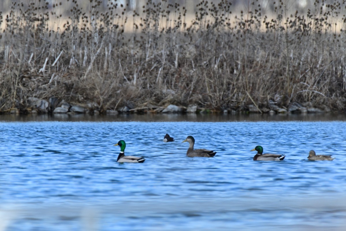 Mallard x American Black Duck (hybrid) - ML631486601