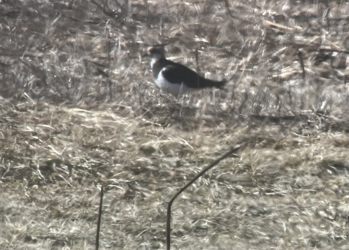 Northern Lapwing - ML631486722