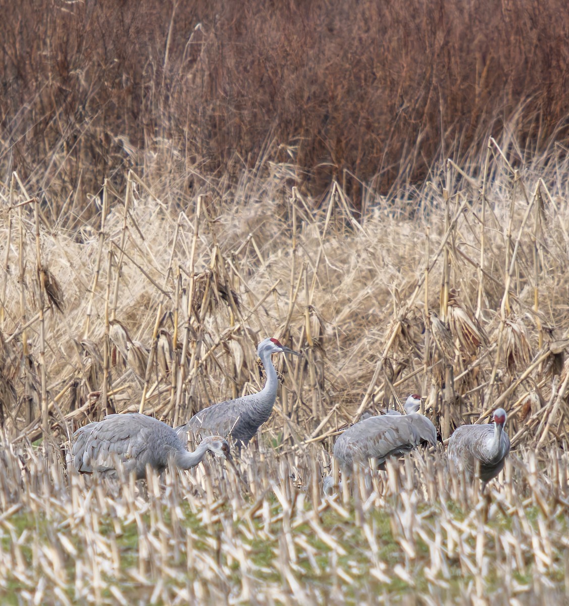 jeřáb kanadský - ML631486866