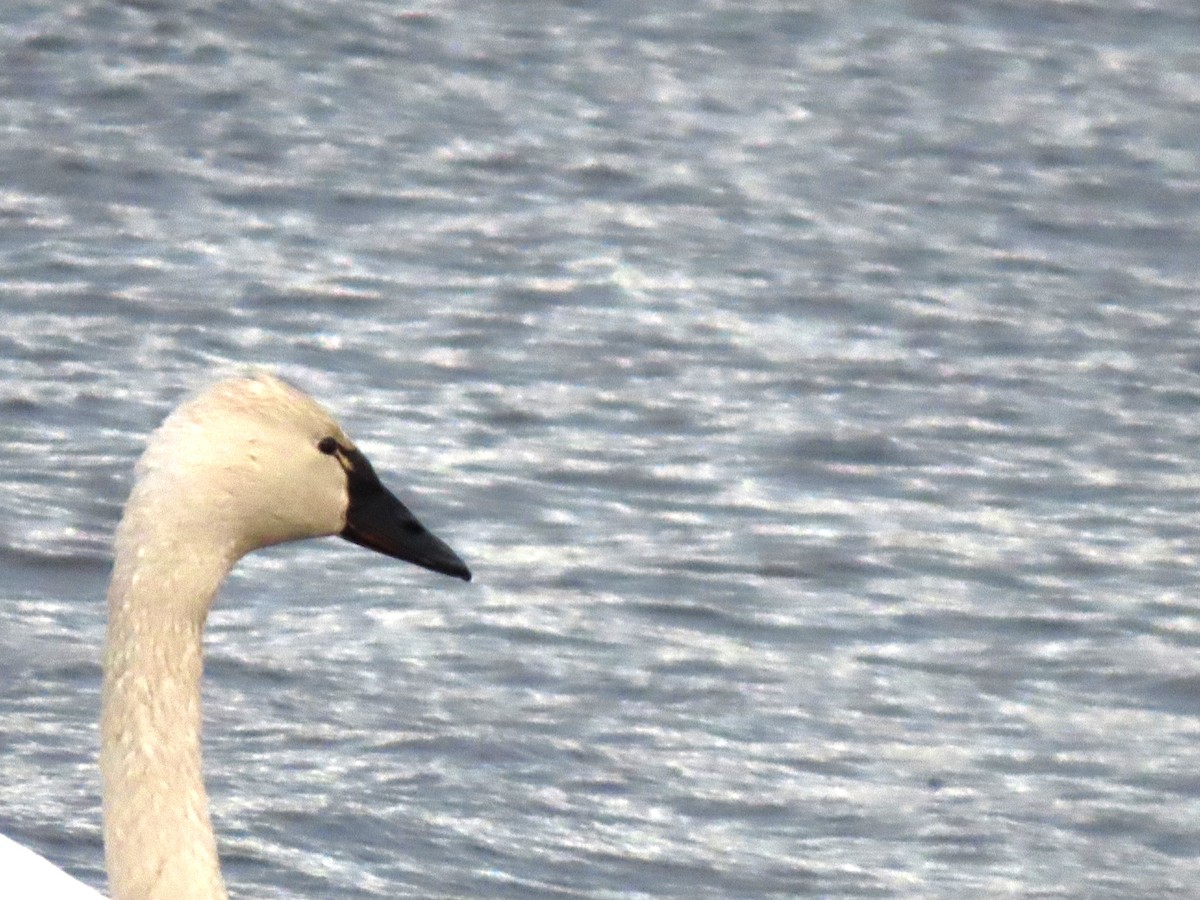 Tundra Swan - ML631486905