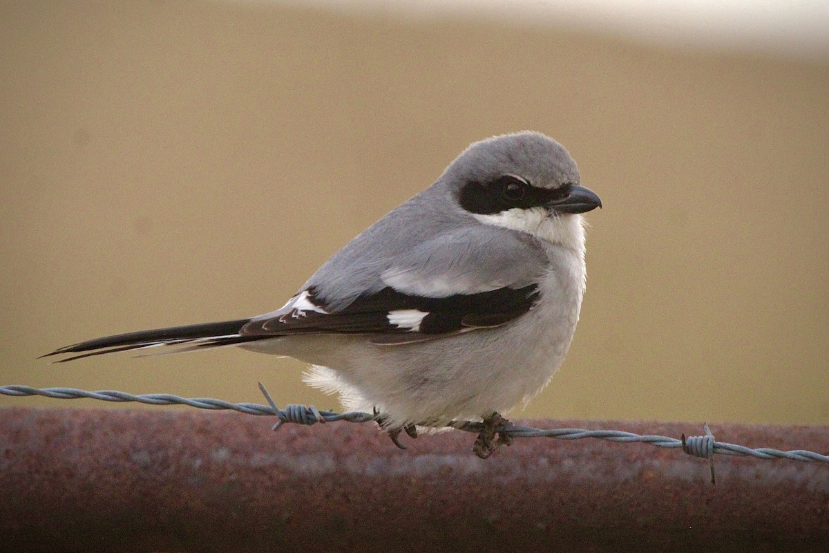 Loggerhead Shrike - Ty Smith