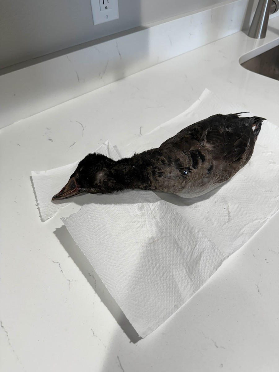 Surf Scoter - ML631487042