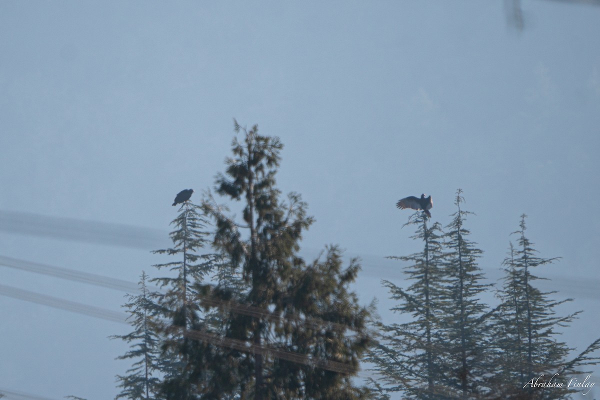Turkey Vulture - ML631487204