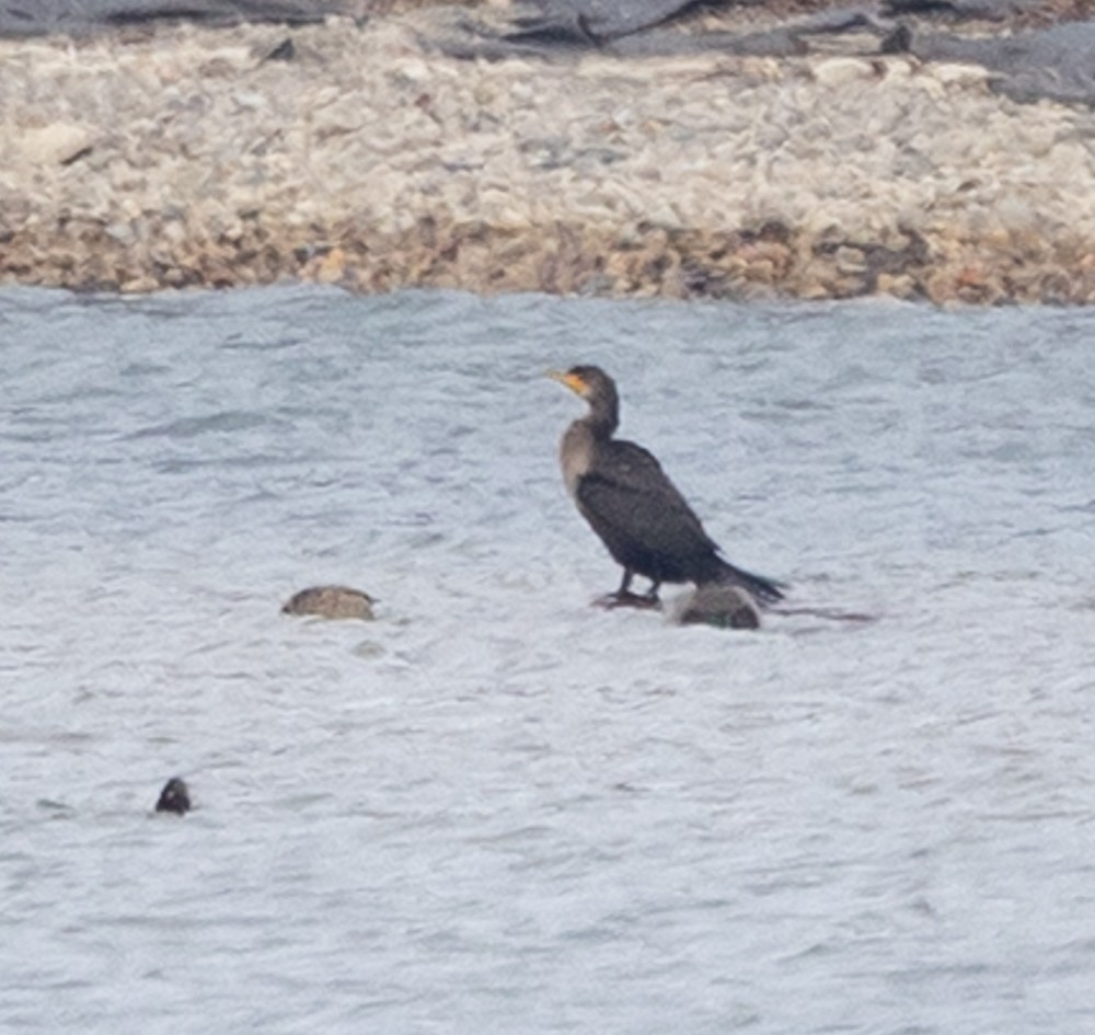 Double-crested Cormorant - ML631487227