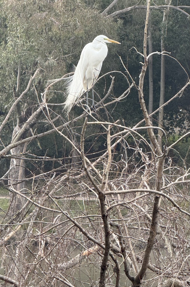 Great Egret - ML631487233